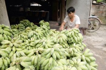 Chuyển sang nghề buôn chuối, mỗi ngày kiếm 500 ngàn đồng